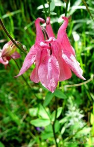 Orlíček obecný (Aquilegia vulgaris)