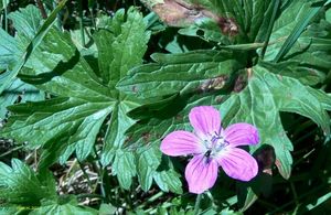 Kakost bahenní (Geranium palustra l.)