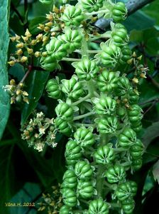 Líčidlo jedlé (Phytolacca esculenta)