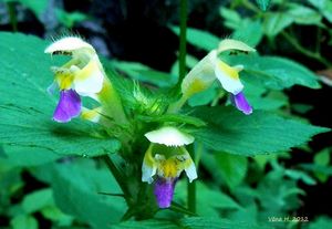 Konopice sličná (Galeopsis speciosa)