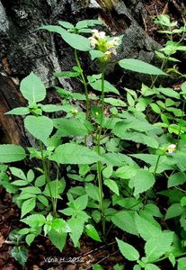 Konopice sličná (Galeopsis speciosa)