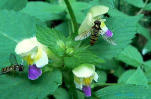 Konopice sličná (Galeopsis speciosa)