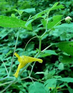 Netýkavka nedůtklivá (Impatiens noli-tangera)