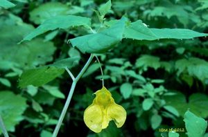 Netýkavka nedůtklivá (Impatiens noli-tangera)