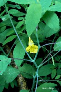 Netýkavka nedůtklivá (Impatiens noli-tangera)