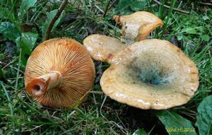Ryzec smrkový - Lactarius deterrimus Gröger 1968