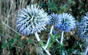 Bělotrn kulatohlavý (Echinops Sphaerocephalus)