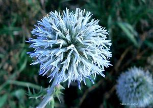 Bělotrn kulatohlavý (Echinops Sphaerocephalus)