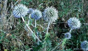 Bělotrn kulatohlavý (Echinops Sphaerocephalus)