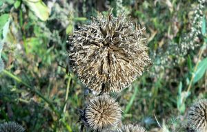 Bělotrn kulatohlavý (Echinops Sphaerocephalus)