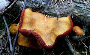 Pavučinec polokrvavý - Cortinarius semisanguineus (Fr.) Gillet