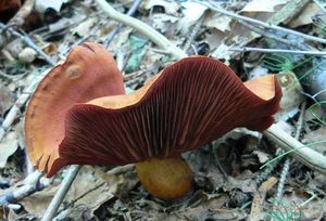 Pavučinec polokrvavý - Cortinarius semisanguineus (Fr.) Gillet