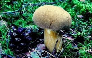 Klikni pro velký obrázek