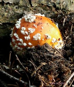 Klikni pro velký obrázek