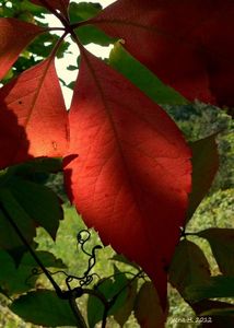 Loubinec popínavý (Parthenocissus inserta)