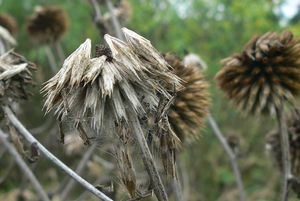 Bělotrn kulatohlavý (Echinops Sphaerocephalus)