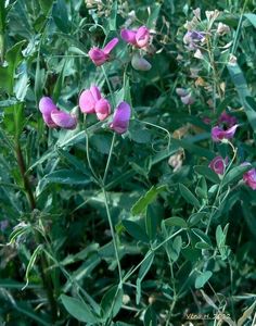 Hrachor hlíznatý (Lathyrus tuberosus.)