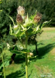 Pcháč zelinný (Cisium oleraceum)