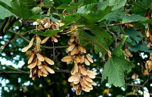 Javor horský, klen (Acer pseudoplatanus)