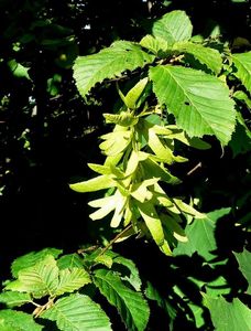 Habr obecný (Carpinus betulus)