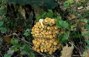 Třepenitka svazčitá - Hypholoma fasciculare  (Huds.) P. Kumm. 1871