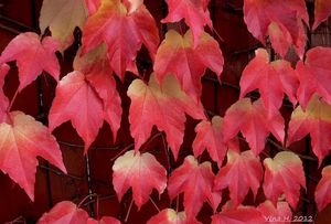 Loubinec trojlaločný (Parthenocissus tricuspidata)