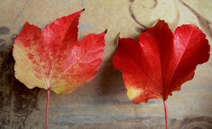 Loubinec trojlaločný (Parthenocissus tricuspidata)