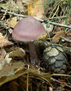 Helmovka ředkvičková - Mycena pura (Pers.) P. Kumm. 1871