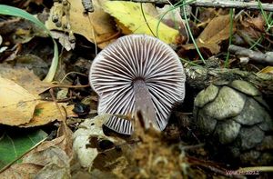 Helmovka ředkvičková - Mycena pura (Pers.) P. Kumm. 1871