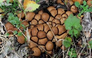 Pýchavka hruškovitá - Lycoperdon pyriforme