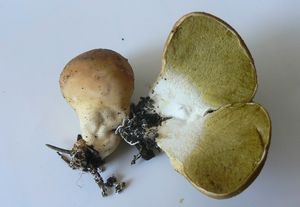 Pýchavka hruškovitá - Lycoperdon pyriforme