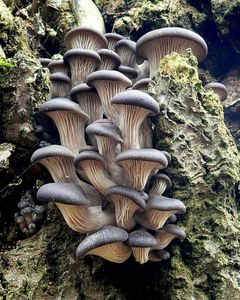Hlíva ústřičná - Pleurotus ostreatus (Jacq.) P. Kumm. 1871