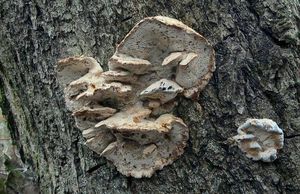 Outkovka vonná - Trametes suaveolens (L.) FR.