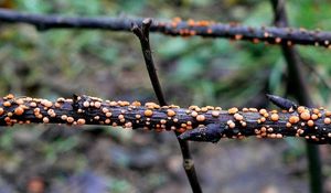 Rážovka rumělková - Nectria cinnabarina ( Tode.: Fr ) Fr.