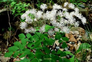 Žluťucha orlíčkolistá (Thelictrum aguilegiifolium L.)