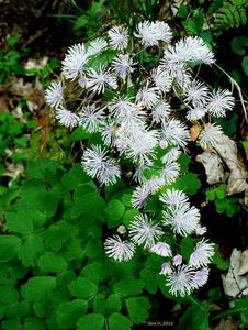 Žluťucha orlíčkolistá (Thelictrum aguilegiifolium L.)