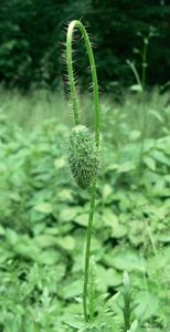 Mák vlčí (Papaver rhoeas)