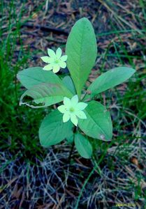 Sedmikvítek evropský (Trientalis europaea L.)