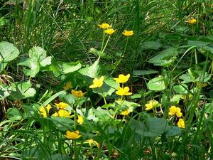 Blatouch bahenní (Caltha palustris)