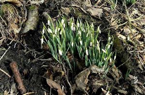 Sněženka podsněžník (Galanthus nivalis)