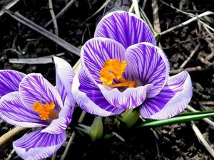 Šafrán (Crocus sp.)