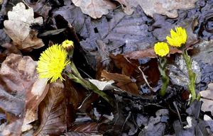 Podběl lékařský (Tussilago farfara)