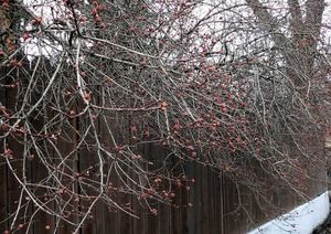 Kalina vonná (Viburnum ferreri)