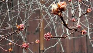 Kalina vonná (Viburnum ferreri)