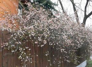 Kalina vonná (Viburnum ferreri)