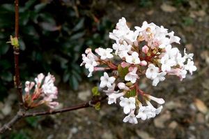 Kalina vonná (Viburnum ferreri)