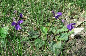 Violka vonná  (Viola odorata)