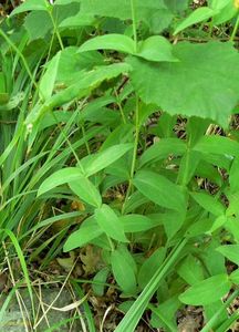 Silenka nadmutá (Silene vulgaris)