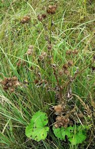 Lopuch  (Arctium )