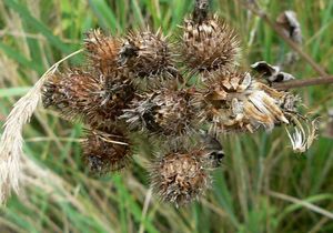 Lopuch  (Arctium )